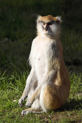 Patas monkey,  Erythrocebus patas, lives mainly on the ground