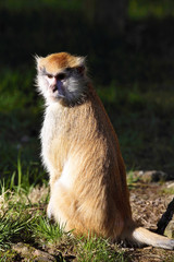 Patas monkey,  Erythrocebus patas, lives mainly on the ground
