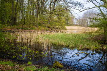 Obraz premium Küstenwald