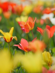 Beautiful red tulips in garden
