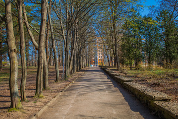 beautiful avenue in to the park