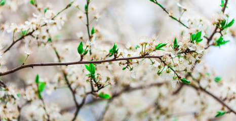 background with flowers on a spring day