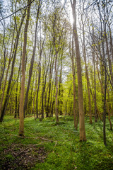 Obraz premium Küstenwald