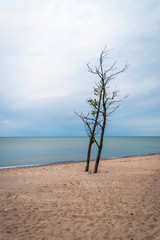 Lonely tree on abandoned beach, Liepaja, Latvia