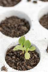 Astra flower in the nursery garden