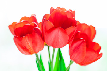 Fototapeta premium Colorful tulips on wooden table