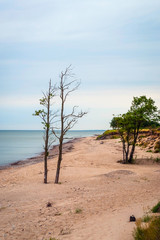 Fototapeta na wymiar Lonely tree on abandoned beach, Liepaja, Latvia