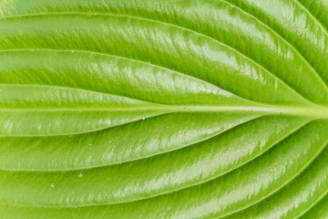 Macro green leave background closeup