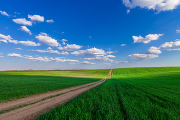 Green Field and Beautiful Sunset