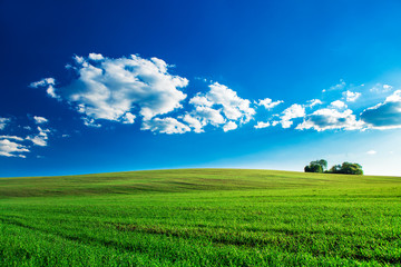 Naklejka premium Green Field and Beautiful Sunset