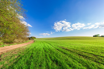 Green Field and Beautiful Sunset