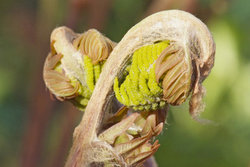 close up young leaf of fern Osmunda regalis