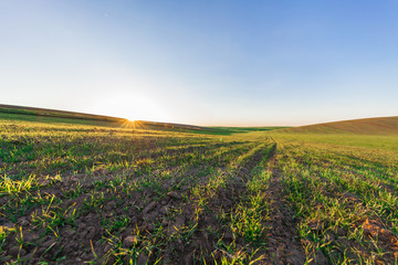 Green Field and Beautiful Sunset