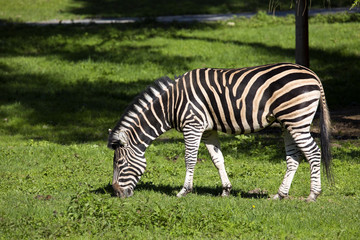 Fototapeta na wymiar grazing Chapman's zebra, Equus quagga Chapmanni