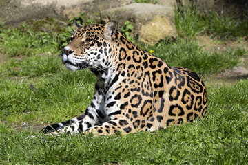 Fototapeta na wymiar Jaguar Panthera onca resting on the trunk in a typical position