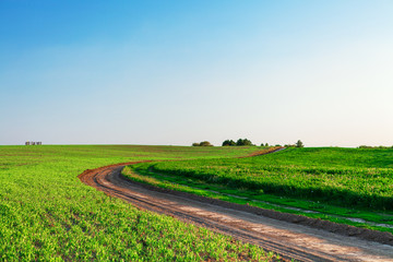 Green Field and Beautiful Sunset