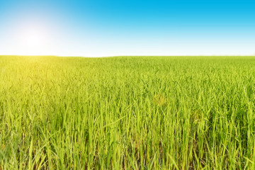 Rice seedlings in the Rice fields