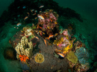 Obraz na płótnie Canvas Undersea Reef scenes