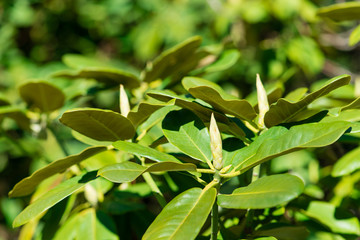 buds and leaves on the shrub of rhododendron