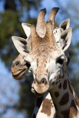 Naklejka premium Portrait female Baringo Giraffe, Giraffa camelopardalis Rothschild
