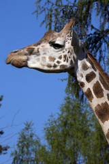 Portrait female Baringo Giraffe, Giraffa camelopardalis Rothschild
