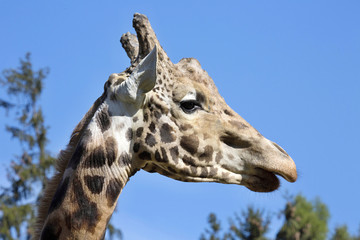 Portrait male Baringo Giraffe, Giraffa camelopardalis Rothschild