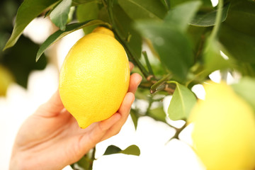 closeup hand harvest a lemon from the tree