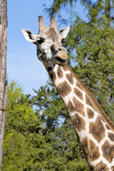 Portrait female Baringo Giraffe, Giraffa camelopardalis Rothschild