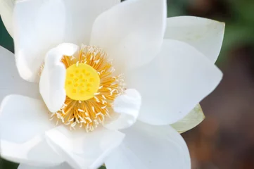 Papier Peint photo fleur de lotus white lotus