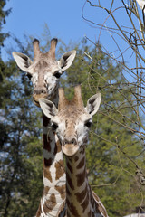 Portrait female Baringo Giraffe, Giraffa camelopardalis Rothschild