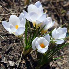 White crocus flowers. Springtime photo.