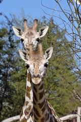 Portrait female Baringo Giraffe, Giraffa camelopardalis Rothschild