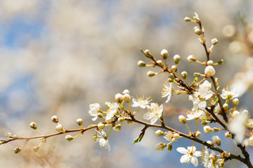 blooming plum cherry sakura spring macro