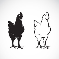 Vector image of an chicken on white background