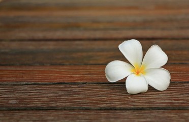 Fototapeta na wymiar The White Plumeria flower on the Floor in Thailand
