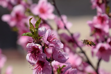 Pollination of flowers by bees peach. White pear flowers is a source of nectar for bees. Pollination of fruit trees.