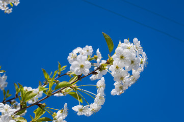 Белые цветы на дереве на фоне неба