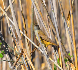 Cannareccione sulla canna nella palude