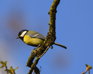 Cinciallegra sul ramo nel bosco