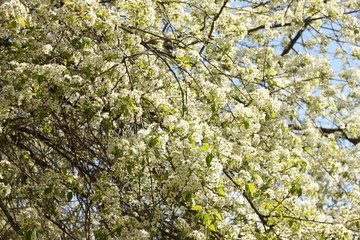 Spring blossom background. Springtime. Beautiful white spring flowers on tree.