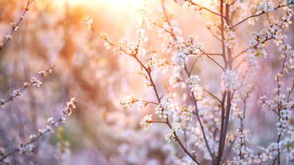 Spring blossom background. Beautiful nature scene with blooming tree and sun flare