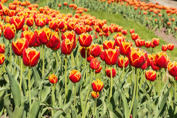 Тюльпаны в ботаническом саду.