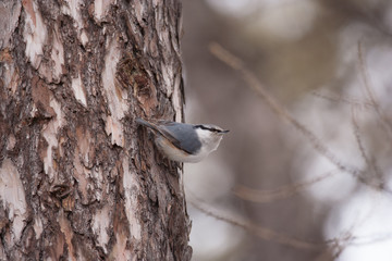 Eurasian nuthatch