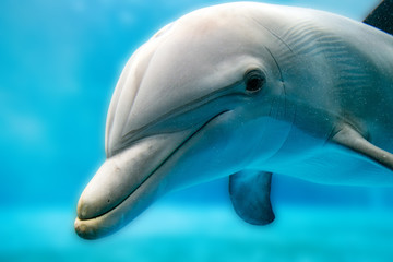 dolphin smiling eye close up portrait © Andrea Izzotti