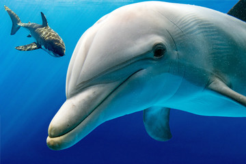 white shark and dolphin underwater © Andrea Izzotti