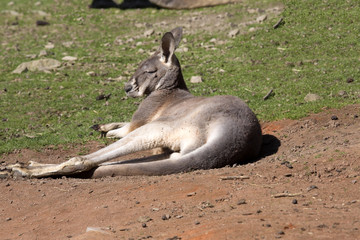 Naklejka premium adult male red kangaroo, Megaleia rufa