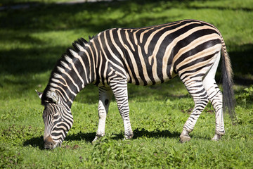 Fototapeta na wymiar grazing Chapman's zebra, Equus quagga Chapmanni