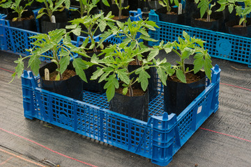 Small tomato plants ready for potting on