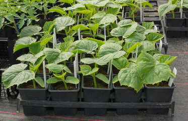 Small cucumber plants grown in pots