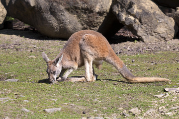 adult male red kangaroo, Megaleia rufa